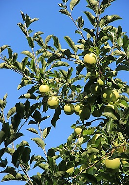 蘋(píng)果,樹(shù),水果