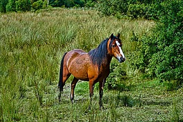 馬,原野,動物