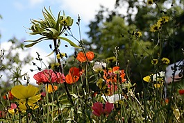klatschmohn,鮮花,罌粟