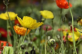 klatschmohn,鮮花,罌粟