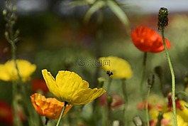 klatschmohn,鮮花,罌粟