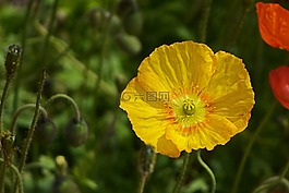 klatschmohn,鮮花,罌粟