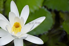 花卉,白,性質(zhì)