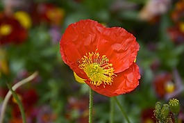 klatschmohn,鮮花,罌粟