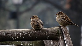 鳥,自然,野生動物