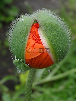 罌粟,性質(zhì),紅色