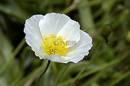 klatschmohn,鮮花,罌粟
