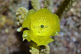 仙人掌,鲜花,花园