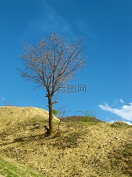 天空,小山,樹