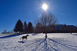 冬天,雪,樹