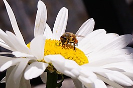 花,蜜蜂,昆蟲