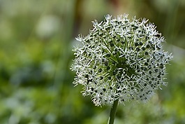 觀賞蔥,白,開(kāi)花