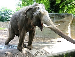 象,動物,動物園
