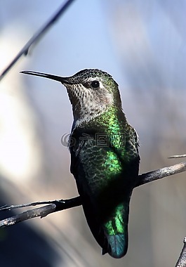 蜂鳥,飛行,肖像