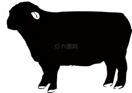 羊,動物,農場