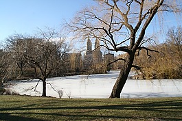 中央公園,紐約,冬天