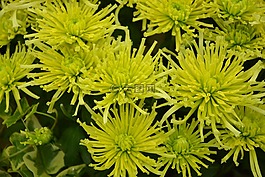 植物,綠色的植物,性質