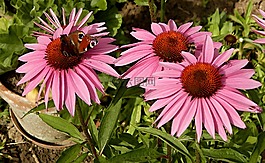 蝴蝶,花,大自然