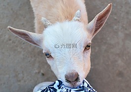 山羊,婴儿,吃