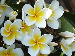雞蛋花,紅色的茉莉花,白
