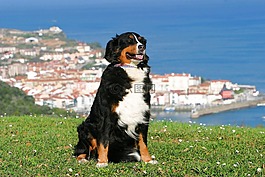 狗,berner 森嫩狗,西班牙