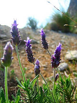 紫,鮮花,花