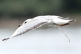 鳥,翼,春天