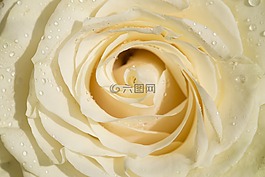 玫瑰,花卉,黃