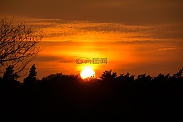 日落,森林,黃色