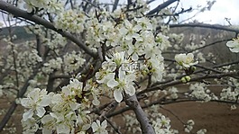 花卉,春天,自然法