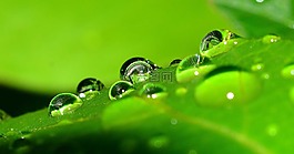 滴,性質(zhì),草