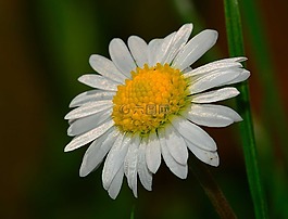 性質(zhì),花,瑪格麗特
