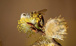 蜜蜂,宏,牧草