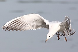 鳥,動物世界,春天