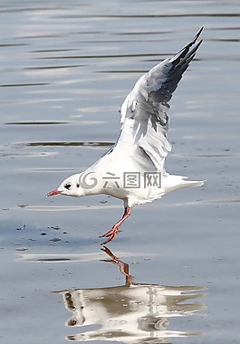 鳥,動(dòng)物世界,水域