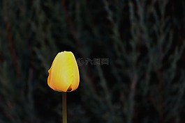 郁金香,開花,黃色