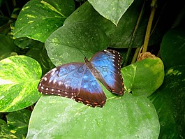 蝴蝶,藍色,綠色