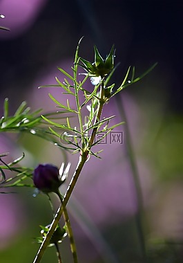 成長(zhǎng),春,花園