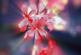 鮮花,一小群,天竺葵