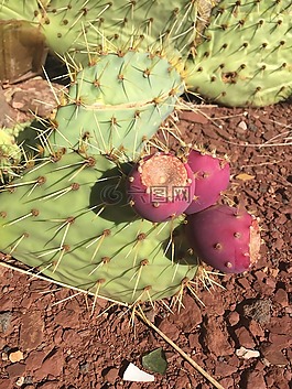 仙人掌,植物,花