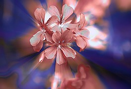 鲜花,一小群,天竺葵