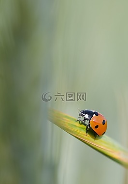 玉米,瓢蟲,綠色