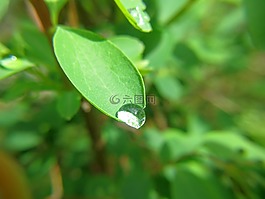 拖放,露水,葉