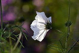 宇宙,花園,夏天