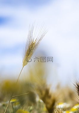 景觀,藍(lán)色,藍(lán)色的天空