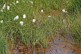cottongrass,系泊,沼泽