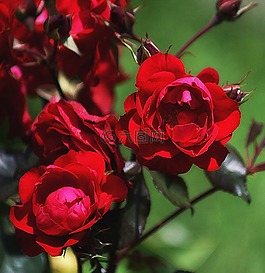 玫瑰,鮮花,花束