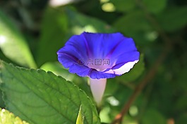 紫色牵牛花花,花,小号