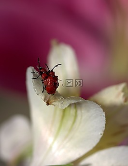 花瓣,昆蟲綱,花卉