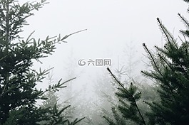 自然,景觀,伍茲